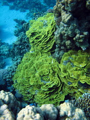 Beautiful coral reefs and Red Sea koral gardens.  © Vitalii6447