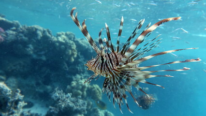 Lion Fish in the Red Sea.

Lion Fish in the Red Sea in clear blue water hunting for food .
