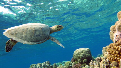 Obraz premium Hawksbill sea turtle (CR species) Hawksbill Turtle - Eretmochelys imbricata.