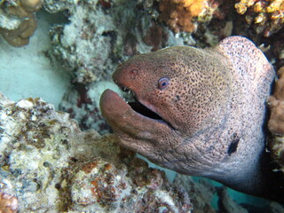 Giant moray eels.The Giant Moray Eel is the largest & most common of the Moray Eels in the Indo-Pacific region. at night.