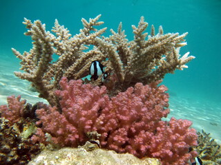 Colorful tropical fish on a coral reef, amazingly beautiful fairy world. In the coral gardens of the Red Sea.

