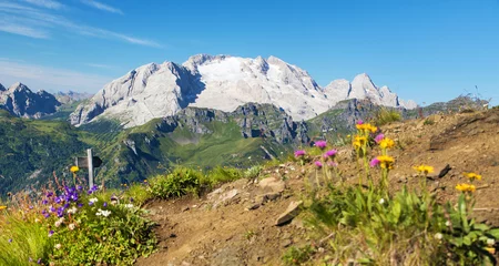 Papier Peint photo autocollant Dolomites mount Marmolada peak flowers Alps Dolomites mountains