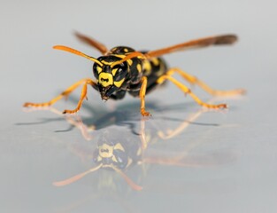 Mirroring wasp, European common wasp, Vespula Vulgaris