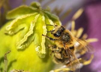 bee or honeybee in Latin Apis Mellifera, european or western honey bee sitting on poppy flower papaver somniferum