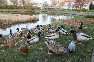 Birds, ducks, pigeons by the pond in autumn