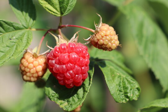 Ripe and unripe raspberries on the same branch hang in summer ripen