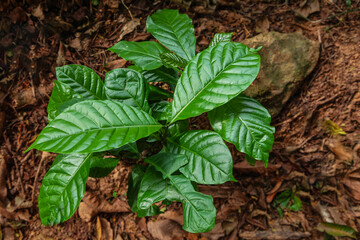 high mountain tea plantation in Sri Lanka