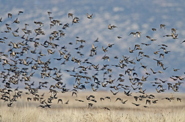 Common Starling (Sturnus vulgaris) flock before roosting in the evening.