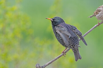 Common Starling (Sturnus vulgaris) perched on a branch.