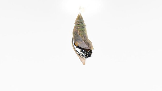 Timelapse of a Papilio Palinurus butterfly attached to its chrysalis within minutes of emerging 4K