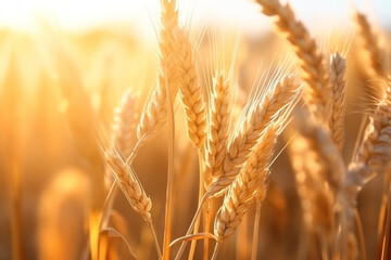 Ripe cereal grains in field. Wheat field. Rural Scenery under Shining Sunlight.