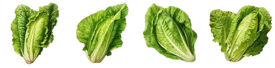 Romaine lettuce Hyperrealistic Highly Detailed Isolated On Transparent Background Png File