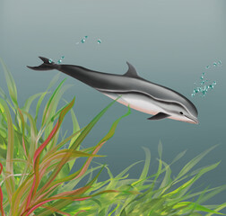 illustration d'un dauphin dauphin de fraser  qui nage dans l'eau limpide avec des algues