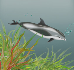 illustration d'un dauphin    qui nage dans l'eau limpide avec des algues