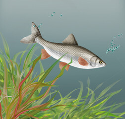 illustration d'un poisson chevesne qui nage dans l'eau limpide avec des algues