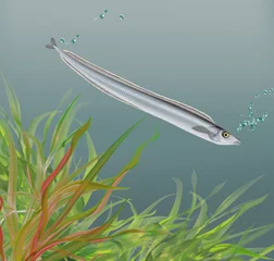 Foto op Plexiglas illustration d'un poisson sabre qui nage dans l'eau limpide avec des algues © behzadillustrations
