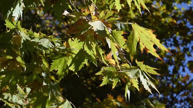 Branch of autumn leaves on a sunny day