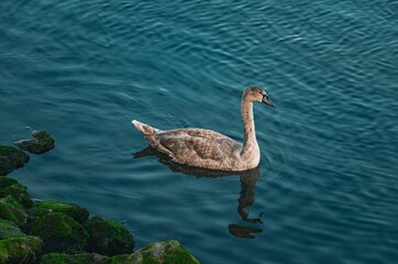 young swan in the water