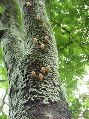 Obraz premium Several empty cicada shells clinging to a tree trunk in the forest