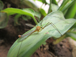 A different Tipula fly sitting on a leaf