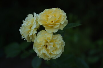 Pastel yellow roses on bokeh garden background. Roses blooming in summer garden, space for text.