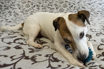 Dog. Jack Russell terrier. A thoroughbred dog is playing with a toy. Animal themes