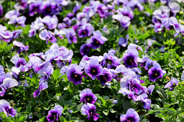 Obraz premium Purple viola flowers blooming in the winter sunshine
