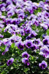 Purple viola flowers blooming in the winter sunshine