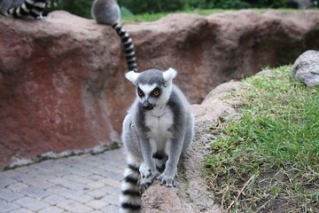 lemur disfrutando el sol y jugando