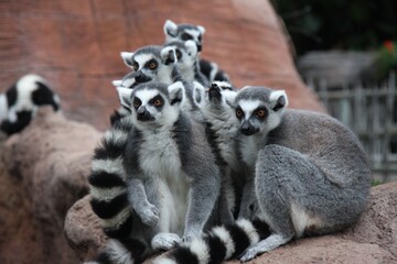 Grupo de lemur disfrutando el sol y jugando