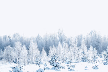 Landscape. Frozen winter forest with snow covered trees. - obrazy, fototapety, plakaty