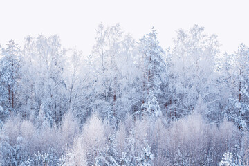 Landscape. Frozen winter forest with snow covered trees.