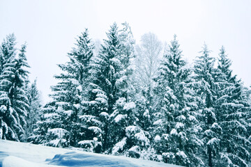 Landscape. Frozen winter forest with snow covered trees.