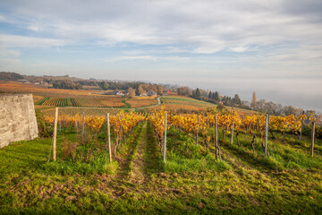 Fototapeta na wymiar landscape with vineyard near Meersburg Germany