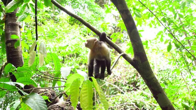 white-faced capuchin monkey in Manuel Antonio national park, Costa Rica