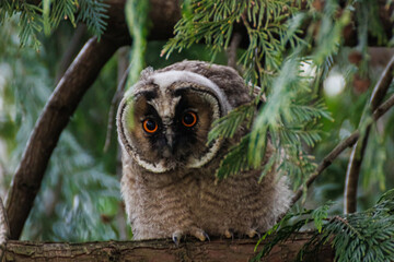 Brown Eurasian eagle owl
