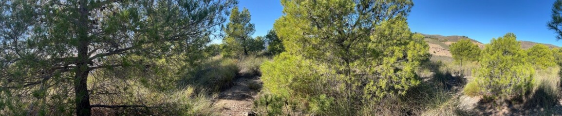 panoramica de campo mediterraneo en dia soleado 