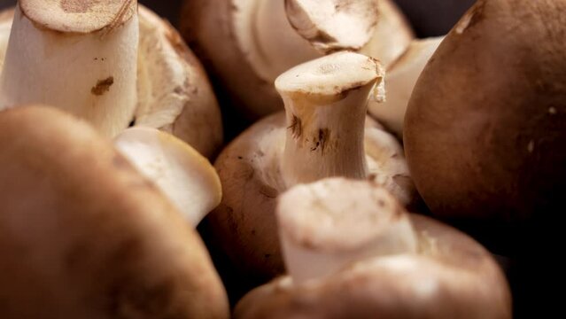 Whole brown portobello champignon mushrooms with brown caps. Macro shot. Rotation. Agaricus brunnescens