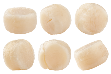scallop isolated on white background, full depth of field