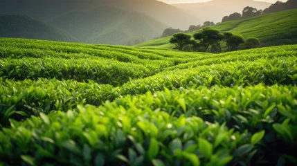 Tuinposter Farm tea plant field leaf plantation close up wallpaper background © Irina