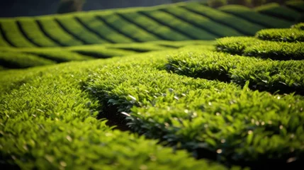 Fotobehang Farm tea plant field leaf plantation close up wallpaper background © Irina