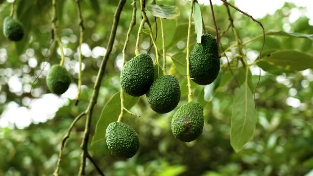 Organic Hass Avocado fruits hanging on a garden tree close up. Vegetable farming