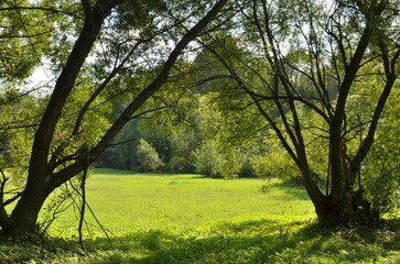 Sunny meadow framed by willow trees. Summer landscape with green meadow