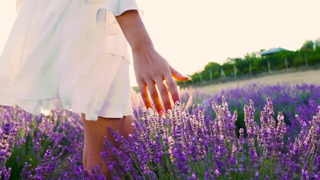 Young woman walks in a field with lavender and touches a blooming lavender with her hand. Close-up of woman's hand walks through lavender field.