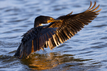 Close-up of a Double-crested cormorant flapping his wings   in beautiful light, seen in the wild in...