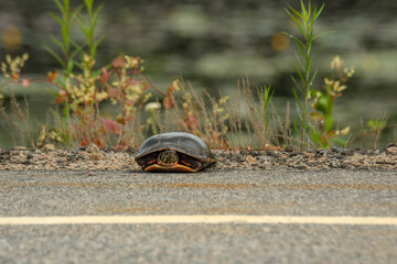 Turtle resting at edge of road