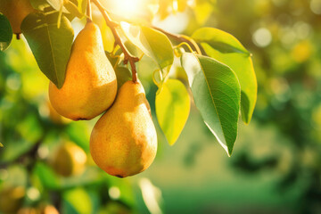 Ripe Pears: Fresh and Sweet Fruits on a Healthy Tree in the Autumn Orchard Under the Sun