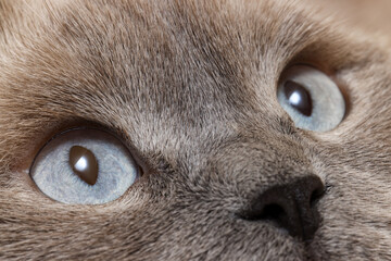 Macro photo of cat with beautiful eyes. Cute pet