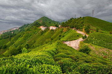 Tea plantation in the evening sun