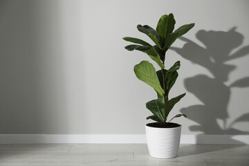 Fiddle Fig or Ficus Lyrata plant with green leaves in pot near white wall indoors, space for text